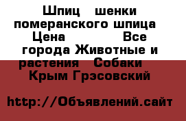 Шпиц - шенки померанского шпица › Цена ­ 20 000 - Все города Животные и растения » Собаки   . Крым,Грэсовский